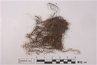 藏品(屋久島複叉蘚)的圖片